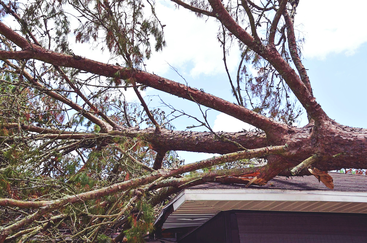 Will your Johnstone Meier home insurance cover a fallen tree?